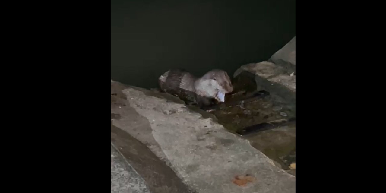 Rize’de Kayıkhanenin Sürpriz Misafiri: Nesli Tükenmekte Olan Su Samuru Neşe Saçtı!