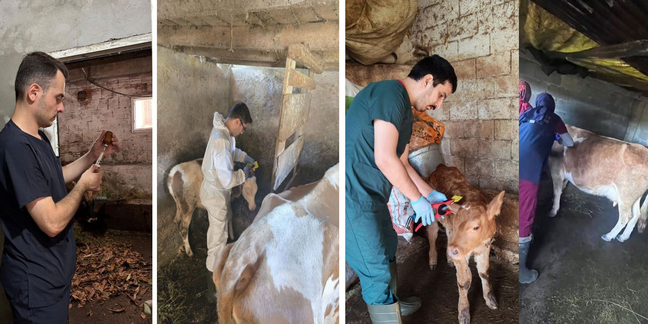 Rize'de Sonbahar Şap Aşılama Seferberliği: 20 Bin Büyükbaş Hayvana Aşı