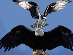 Avla Kartal'ı ATMACAM