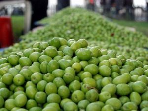 Gaziantep’te Zeytin Üreticisinin Yüzü Gülüyor