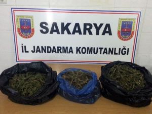 Sakarya’da 4 Bin 500 Gram Kubar Esrar Ele Geçirildi