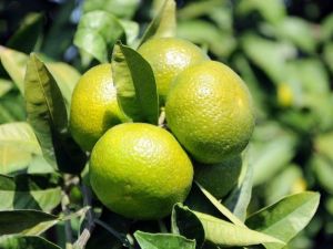 Yeni Çeşitler Narenciye Üreticisine Yüzde 30 Kar Getirecek