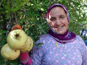 Narlar Kış Uykusuna Yatırıldı