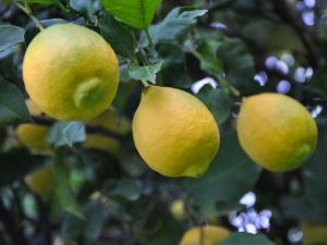 Limonda Rekolte Düştü Fiyat Arttı