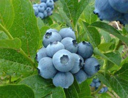 Doğanın mavi renkli sağlık mucizesi