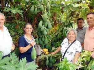 Yarışma Programında Gördü, Papaya Üretmeye Başladı