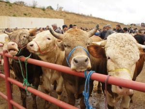 Kastamonu’da İthal Hayvan Krizi Yaşanıyor