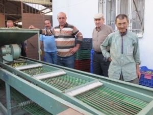 Zeytin Fiyatları Üreticiyi Sevindirdi