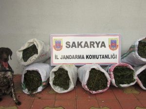 Sakarya’da 27 Kilo Esrar Ele Geçirildi
