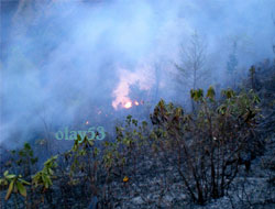 Rize'de Orman Yangını