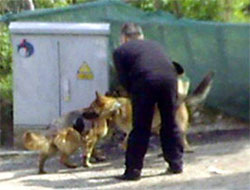 Rize'de Kuduz Köpek Paniği