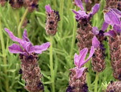 Cinsel gücü artıran en etkili bitki