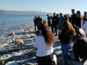 Uçmaya Cesaret Edemeyen Pelikan Doğaya Bırakılamadı
