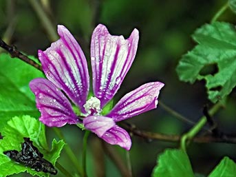 Ebegümeci her derde deva mı ?