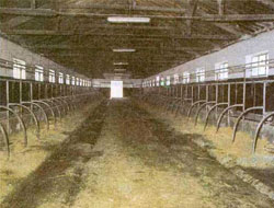 Ahırda Kalp Krizi Geçirdi