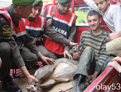 Rize'de Yaralı Ceylan Bulundu