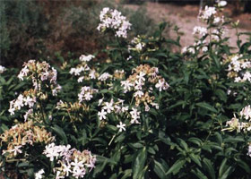 Kansere karşı son umut mu ?