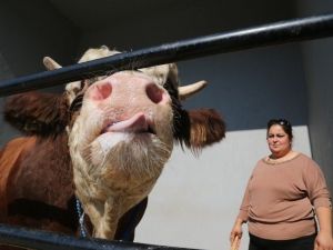 Damızlık Doruk’un Çikolata Tutkusu
