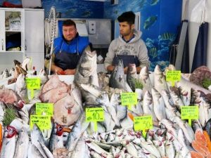 Marmara’da Balık Bereketi