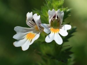 Göz Rahatsızlıklarına Göz Otu