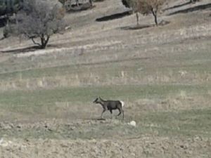 Kızıl Geyikler Karadeniz Ormanlarında