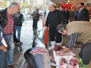 Marmara’da 220 Kiloluk Orkinos Yakalandı