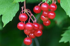 Tansiyona karşı mutlaka yiyin