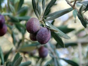 Kahramanmaraş Zeytini Fiyatları Düşürdü