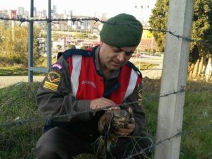 Yaralı Şahine Jandarma Şefkati