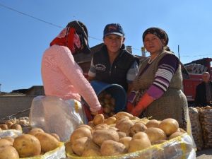 Niğde’de Patatesin Bolluğu Üreticiyi Sevindirmedi