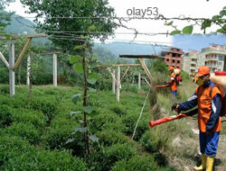 Yabani Ot İlaçlarına Dikkat!