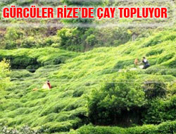 40 TL'ye Çay Toplanıyor