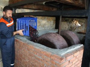 Doğanın İksiri Zeytin Sütü