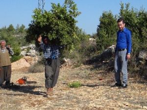 Mersin’den Amerika Ve Çin’e ’Yeşil Altın’ İhracatı