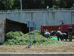 Rize'de Çay Kamyonu Devrildi