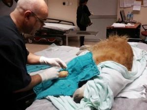 Köpeğe Ötenazi Uygulayan Doktor Hakkında Suç Duyurusu