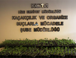 Rize'de Bonzai Tehlikesi