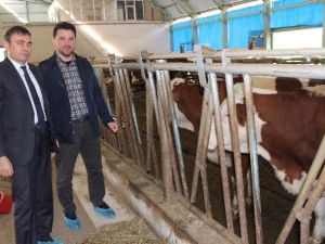Trabzon Kendi Tereyağını Üretmek İçin Artık Dışarıdan Süt Almayacak