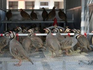 Türkiye’nin En Büyük Keklik Üretme Merkezi Konya’da Kuruldu