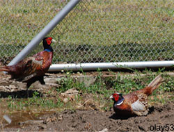 Rize'de Kene Çözümü