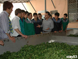 Hem Okul Hem Çay Fabrikası