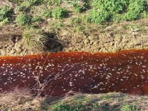 Sakarya’da Dere Kızıla Büründü