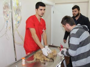 Çöpe Atılan Kediyi Hayvanseverler Kurtardı