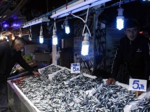 Karadeniz’de Hamsi Bereketi Yaşanırken Palamut Kayboldu
