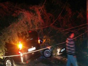 Sakarya’da Etkili Olan Rüzgar Tarihi Ağacı Devirdi