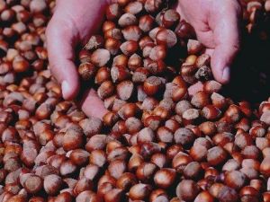 Giresun Ziraat Odası Başkanı Nurittin Karan Fındık Fiyatlarındaki Düşüşe Dikkat Çekti