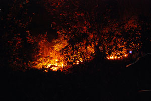 Rize’de Orman Yangını