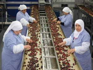 Kiraz İhracatı Çin’le Coşacak