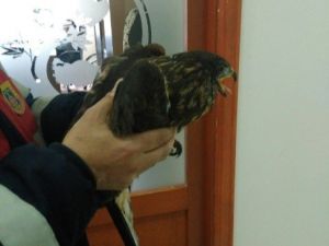 Jandarma Tarafından Bulunan Yaralı Doğan Sağlığına Kavuşturulacak