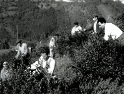 Çay'ın Türkiye Serüveni